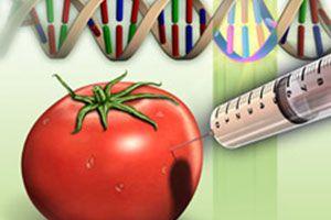 Rośliny modyfikowane genetycznie – metody modyfikacji, wykorzystanie lecznicze